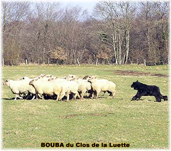 le bouvier des flandres et les moutons - Elevage du CLOS DE LA LUETTE - COPYRIGHT DEPOSE